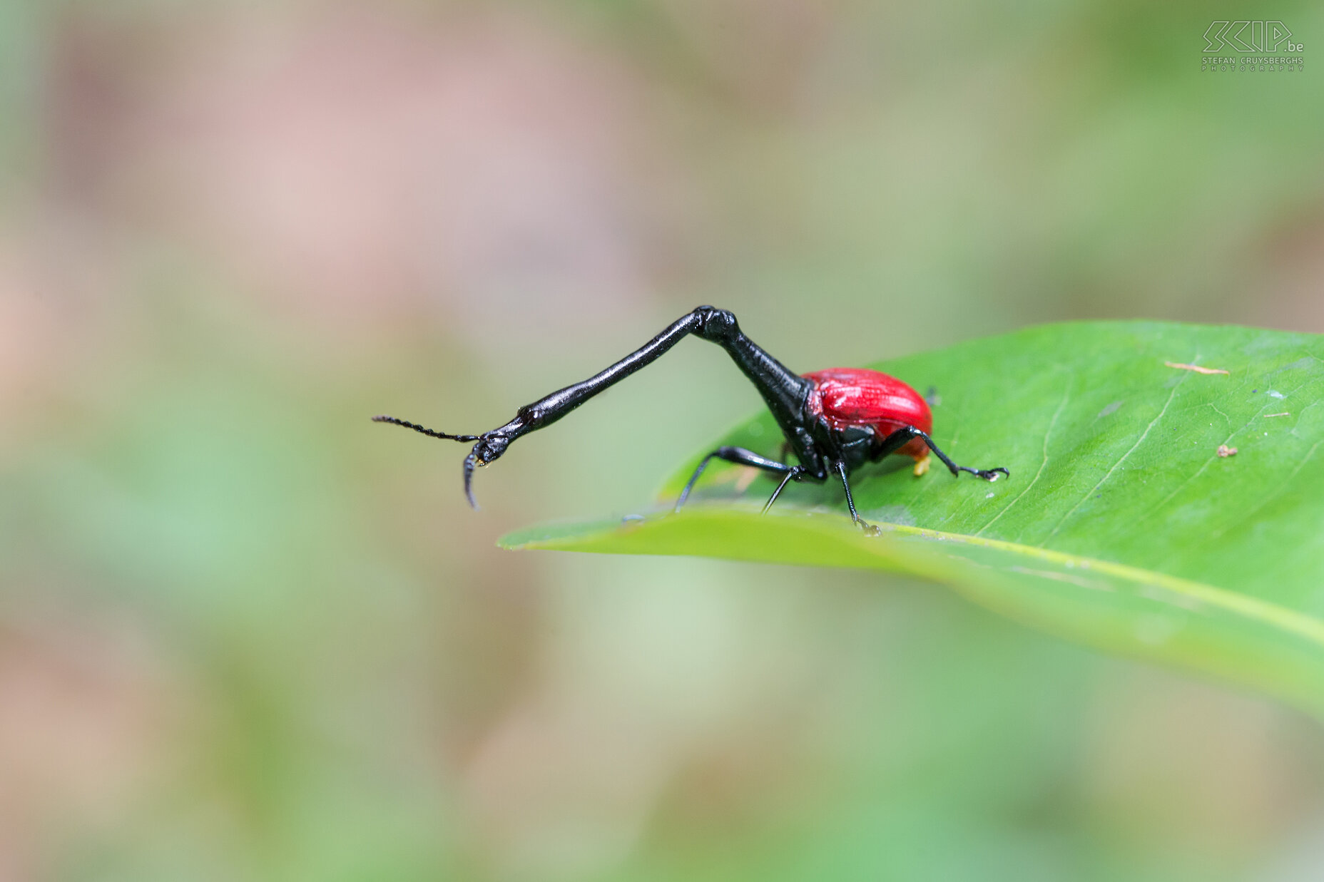 Andasibe - Giraffe-necked weevil The giraffe-necked weevil (Trachelophorus giraffa) is one of these special endemic insects of Madagascar. This beetle derives its name from an extended neck much like that of a giraffe. The long neck assists in nest building and fighting with other males. Stefan Cruysberghs